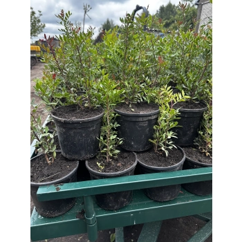 Pistacja chińska jadalna sadzonki - 30 / 50 cm